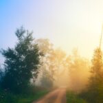 Serene sunrise over a foggy forest path exuding a warm, natural glow.