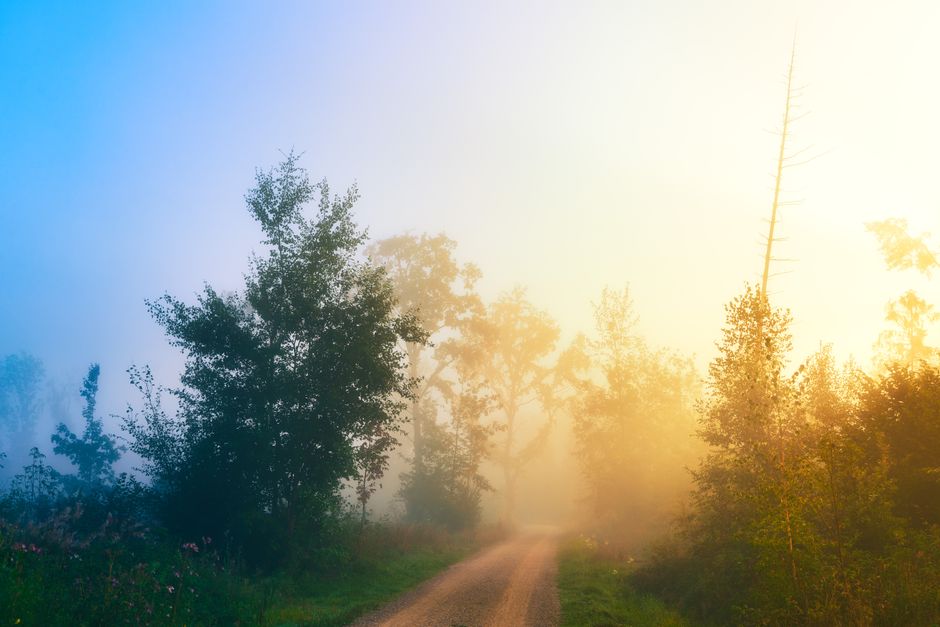 Serene sunrise over a foggy forest path exuding a warm, natural glow.