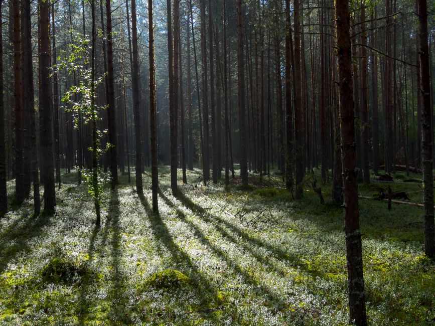 Serene forest with tall pines, lush greenery, and sunrays casting shadows.
